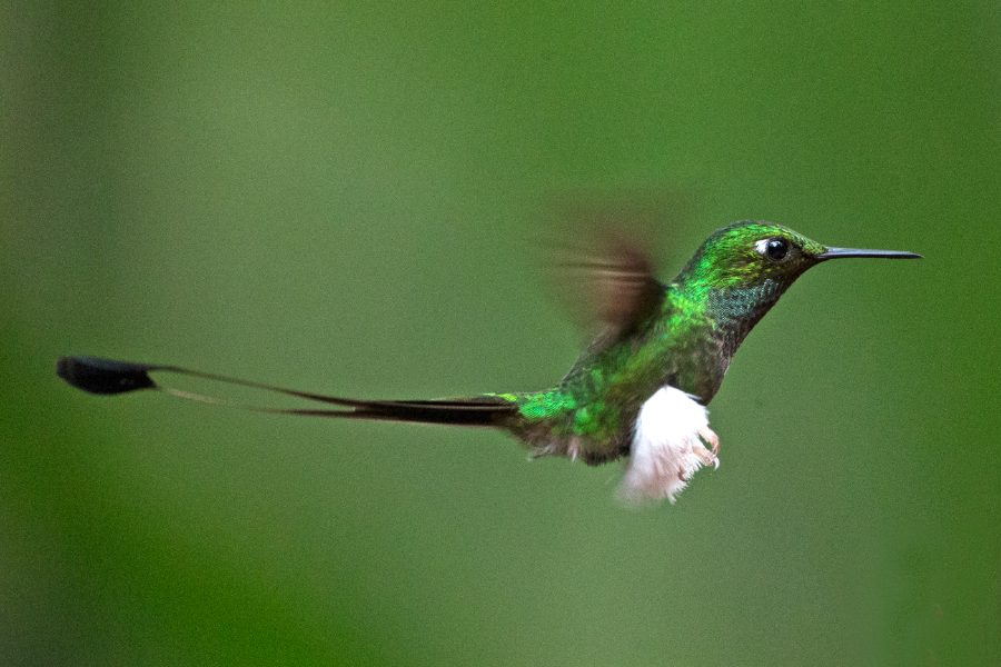 White-booted Racket-tail
