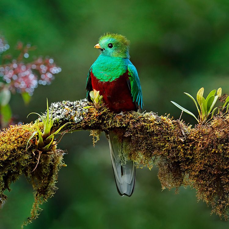 Resplendent Quetzal