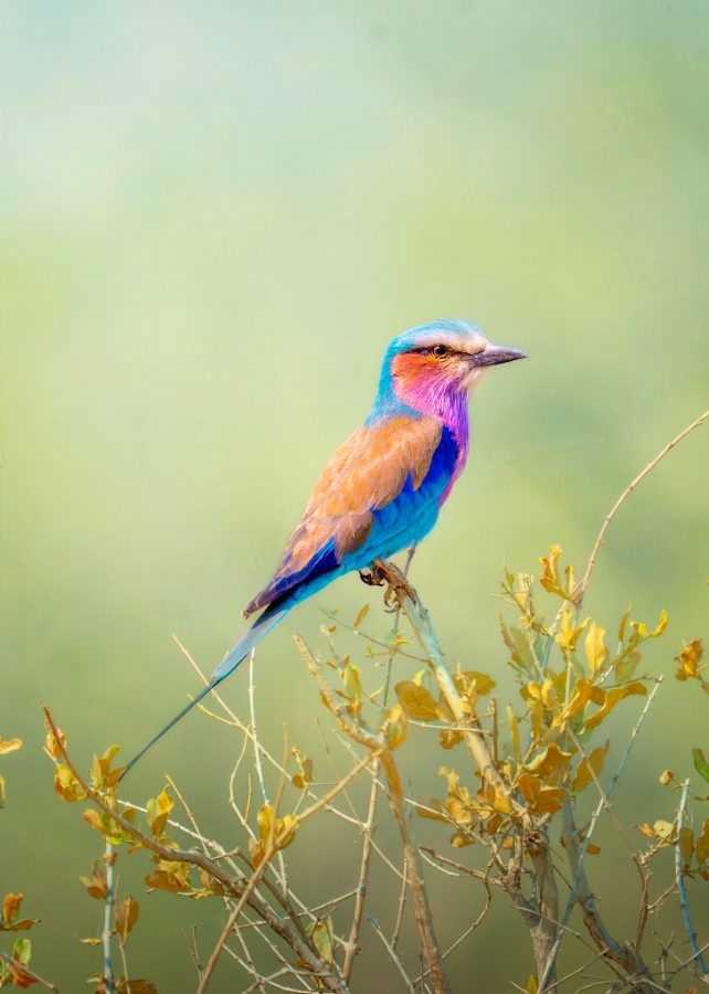 Lilac-breasted Roller