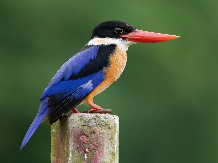Black-capped Kingfisher